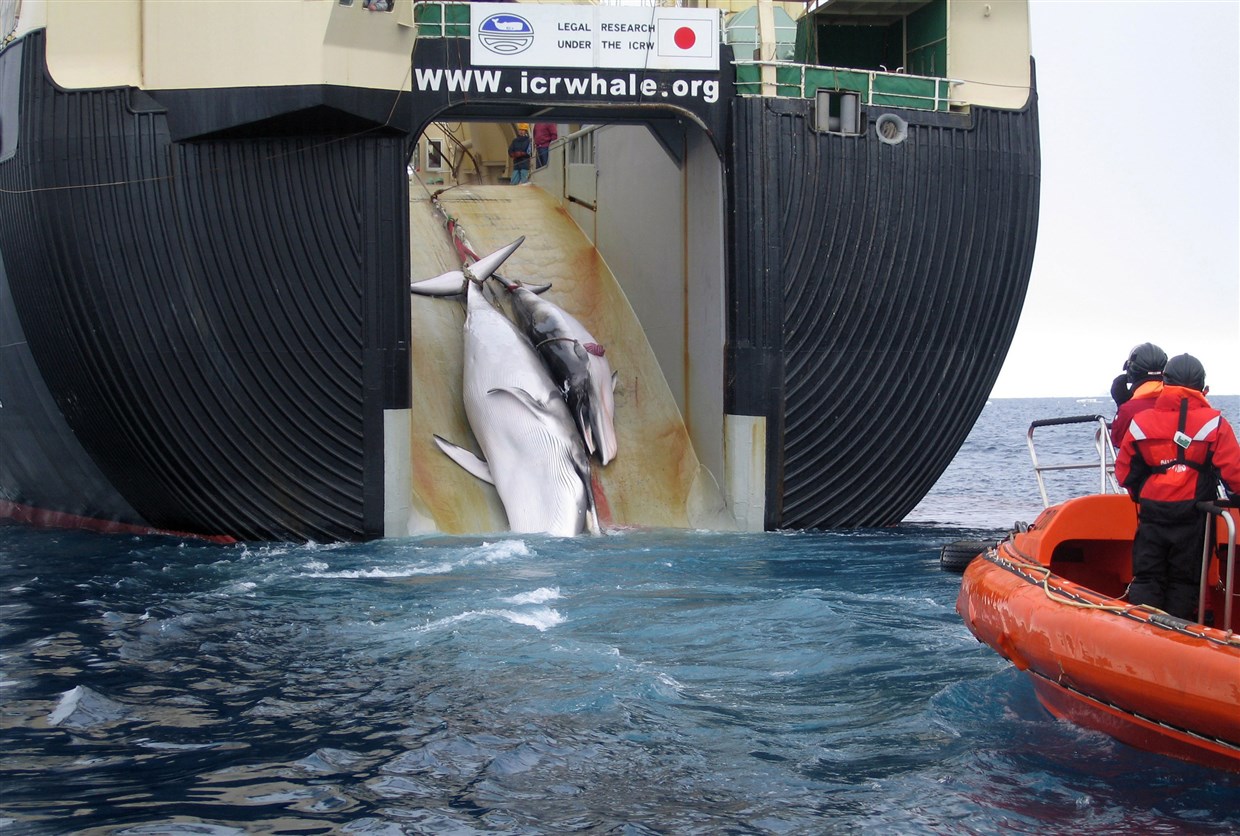 The slain carcasses of a minke whale and her calf are hauled aboard the Japanese harpoon ship Yushin Maru 2