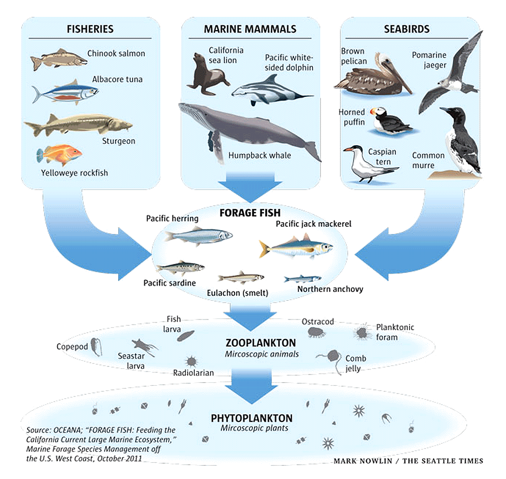 Dependency of fisheries, marine mammals and sea birds on phytoplankton.