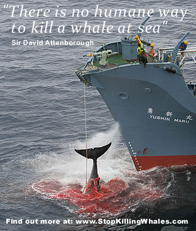 Stop whaling banner - There is no humane way to kill a whale at sea