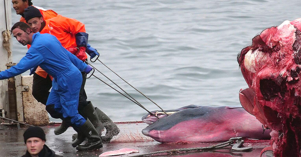 Employees of Kristján Loftsson's company Hvalur hf dragging away foetus of fin whale.