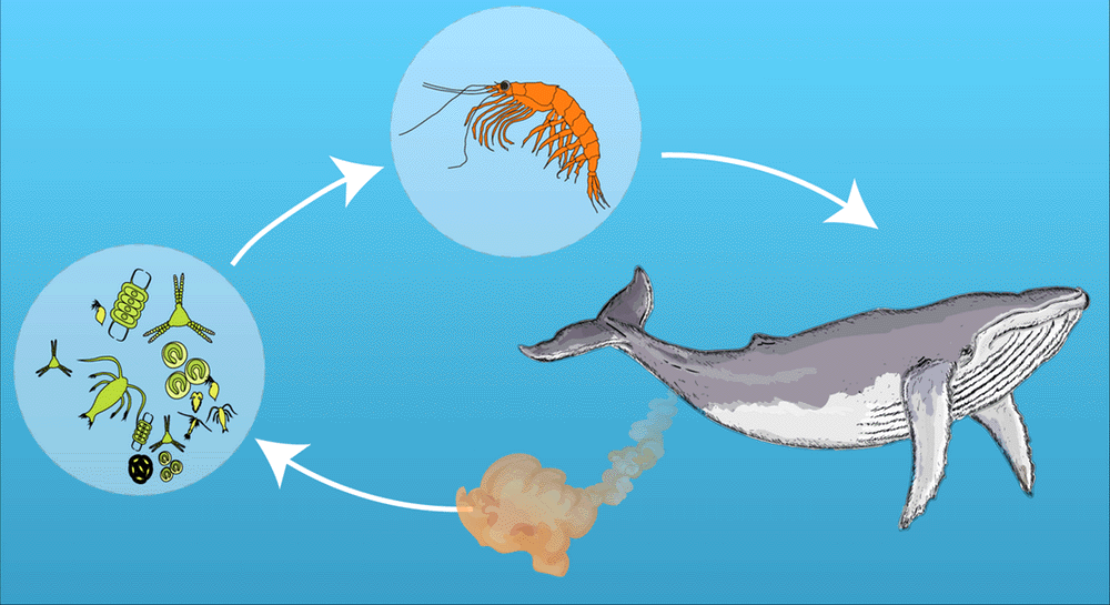 The symbiotic whale, phytoplankton and krill loop.