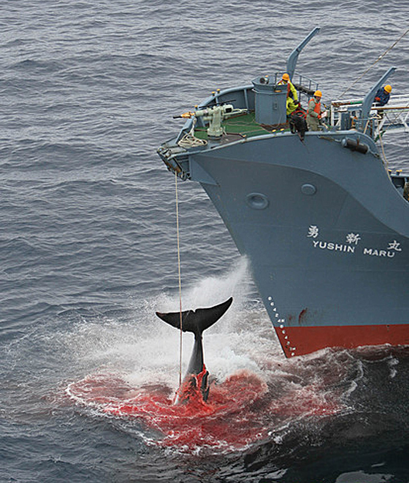 Japanese whaling ship Yushin Maru and harpooned minke whale