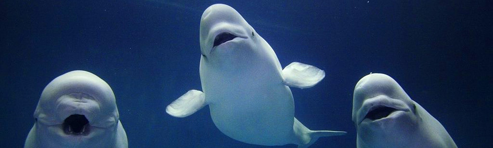 A trio of Beluga whales.