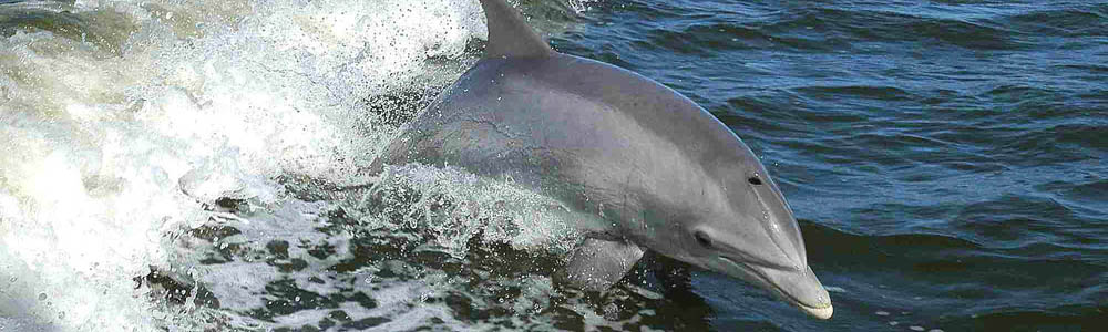 Bottlenose dolphins.