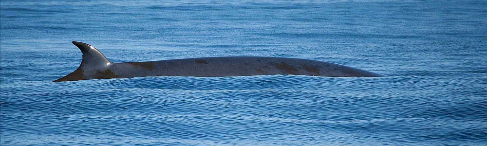 Brydes whale.