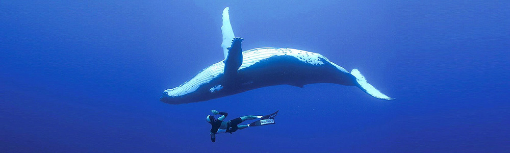 Diver with humpback whale.
