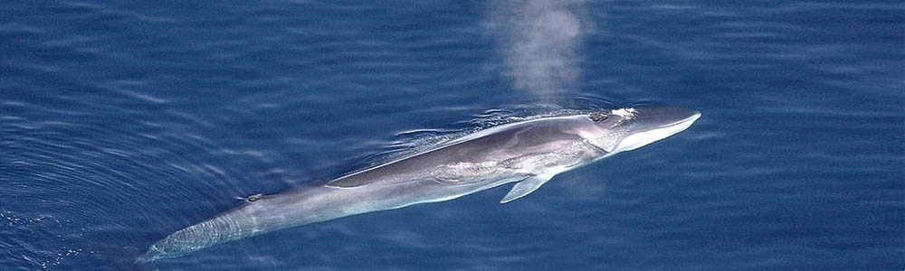 Fin whale.