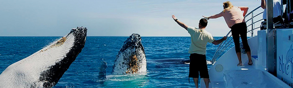 Whales greeting humans