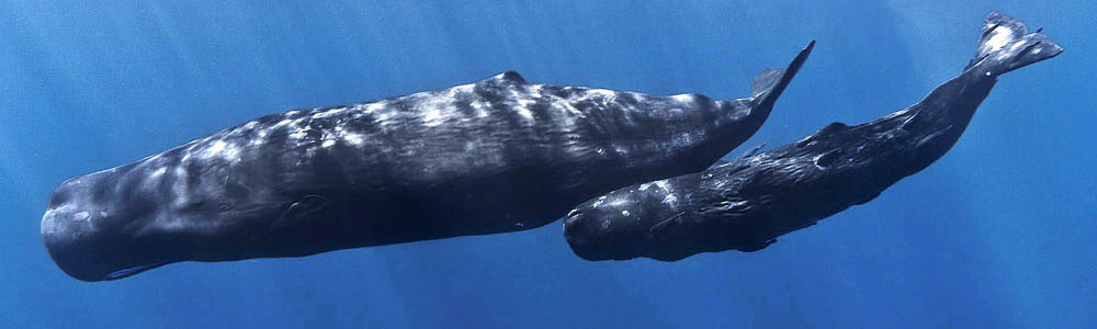 Mother and calf sperm whale.