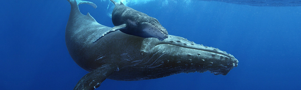 Mother whale and calf.