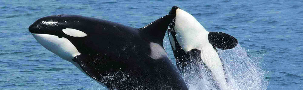 Orca's