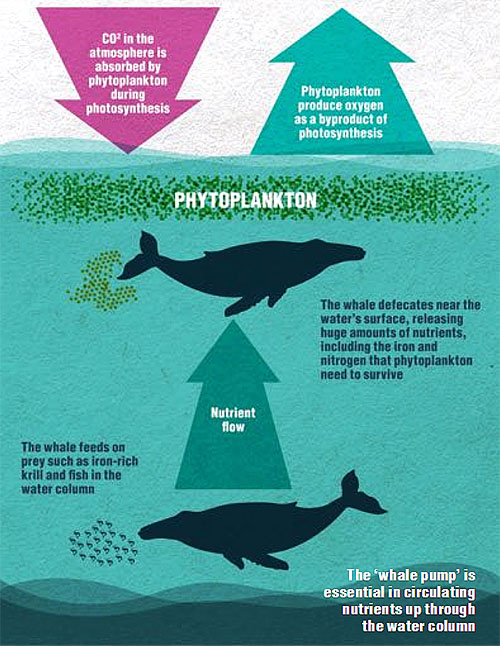 Synergetic benefits of whales to the ocean and human environment