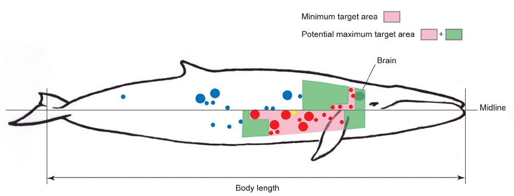 Impact sites of 63 minke whales shot with grenade harpoons showing restricted target areas