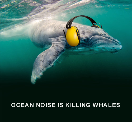 Ocean noise id killing whales and other marine life