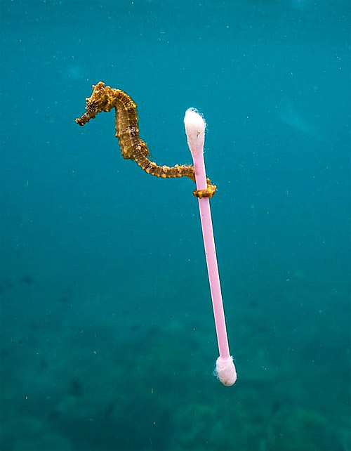 Sea Horse attached to cotton bud