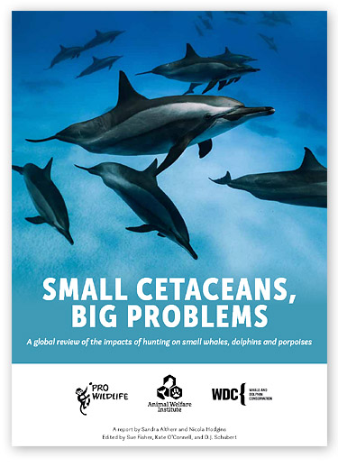 Small Cetaceans, Big Problems - A global review of the impacts of hunting on small whales, dolphins and porpoises.