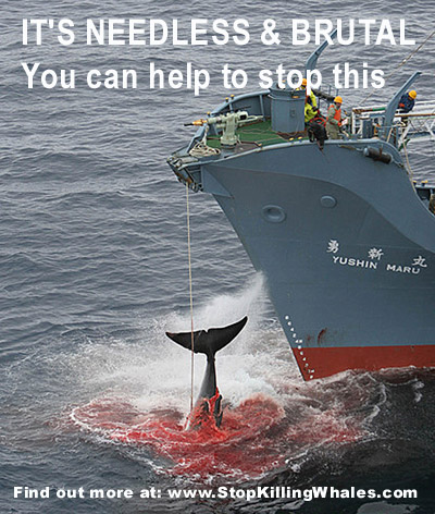 Stop whaling banner - It's needless and brutal