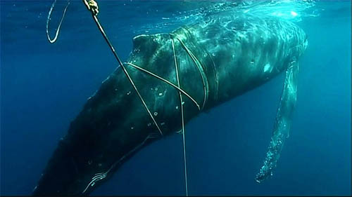 Whale entangled in rope