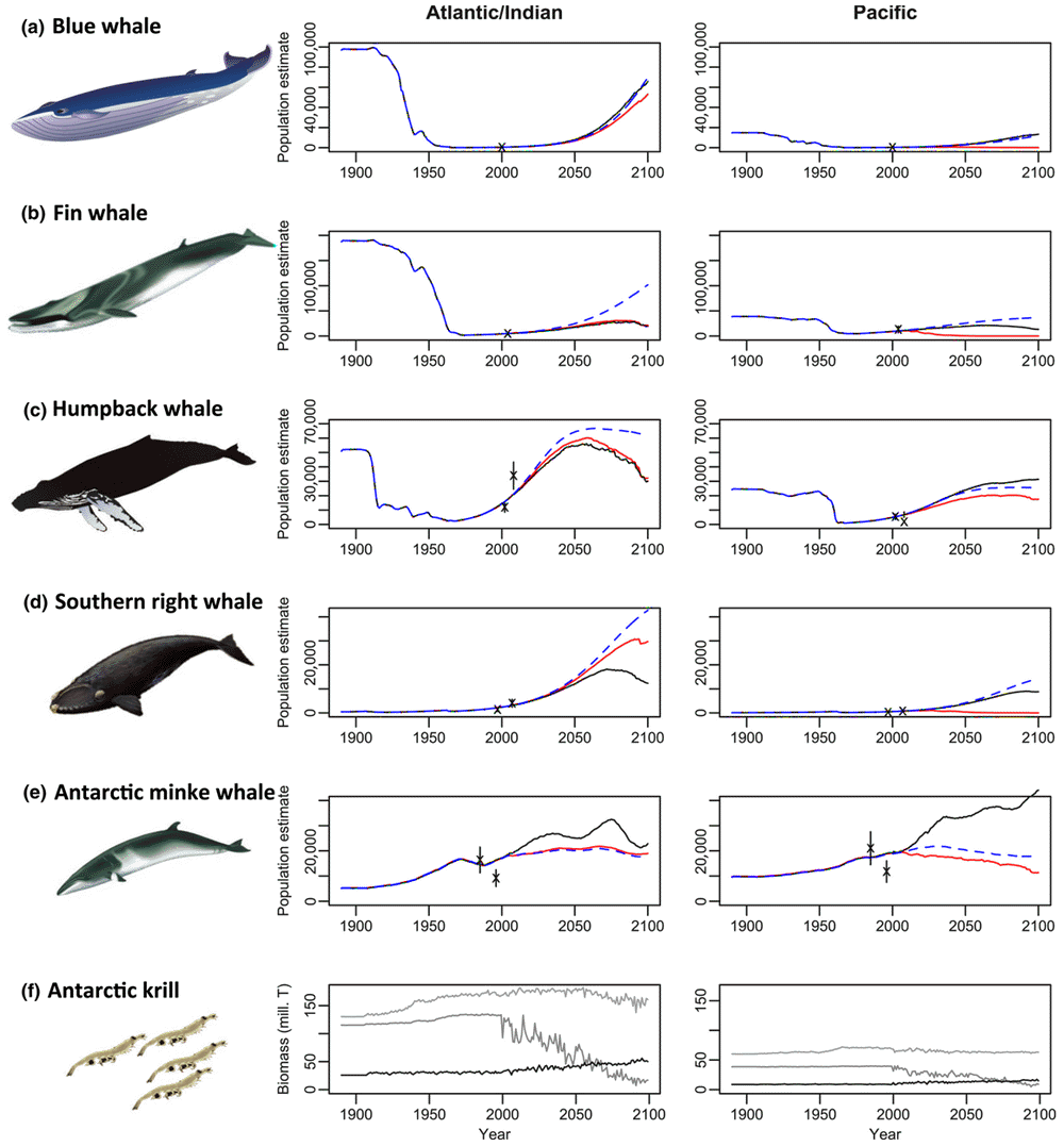 Whale population trajectories for blue, fin, humpback, Antarctic minke and southern right whales based on historic commercial whaling and future climate change.