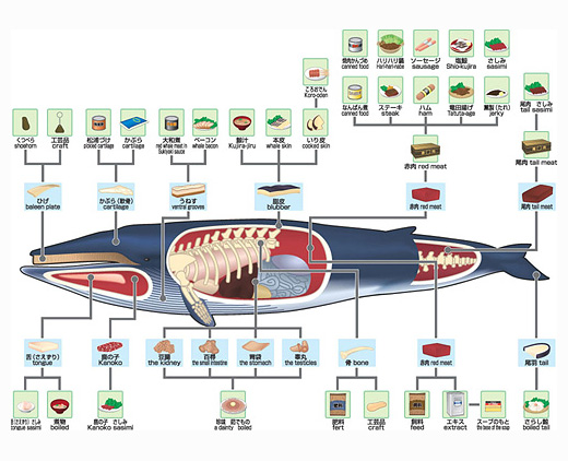 Chart of whale derived products - hump back whale