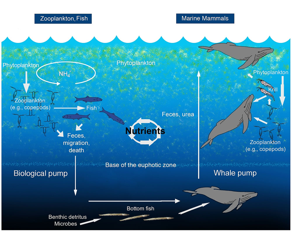 Image showing both biological pump and whale pump for distributing nutrients across the oceans.